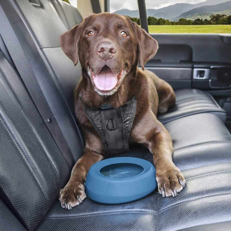 Travel Dog Bowl Food Water
