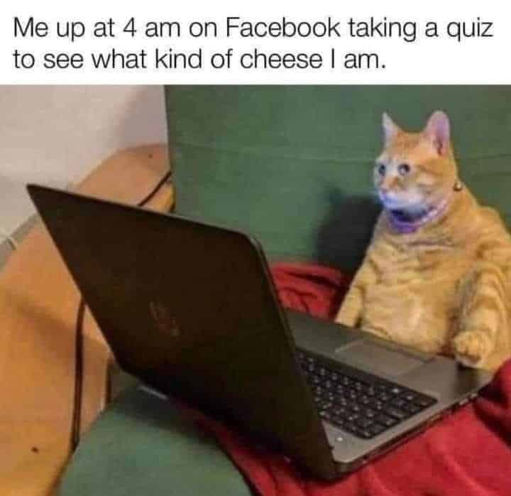 What kind of cheese am I