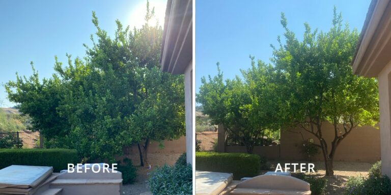 Tree Trimming in Scottsdale 768x384
