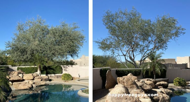 Tree removal in Scottsdale 768x415