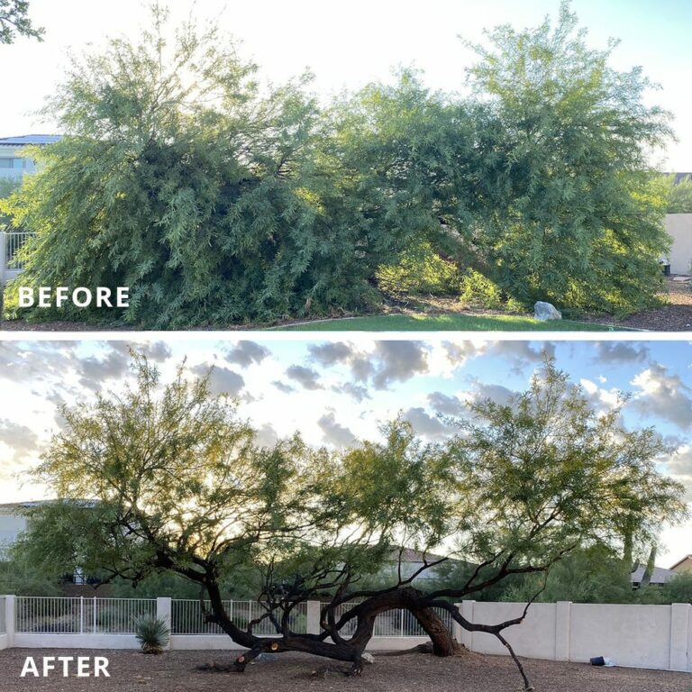 Tree service in Scottsdale Arizona 768x768