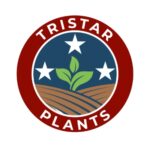 Picture of Tristar Plants Plants